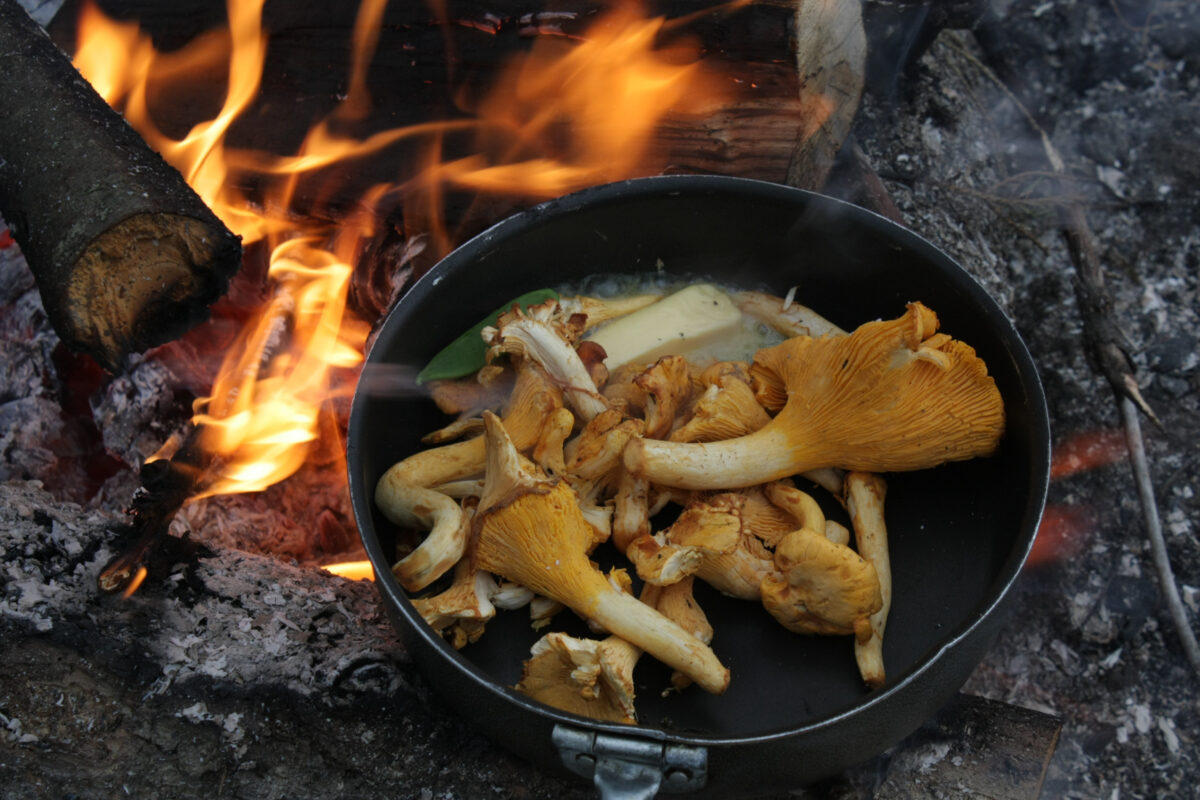 Kantareller som stekes i panne på bål